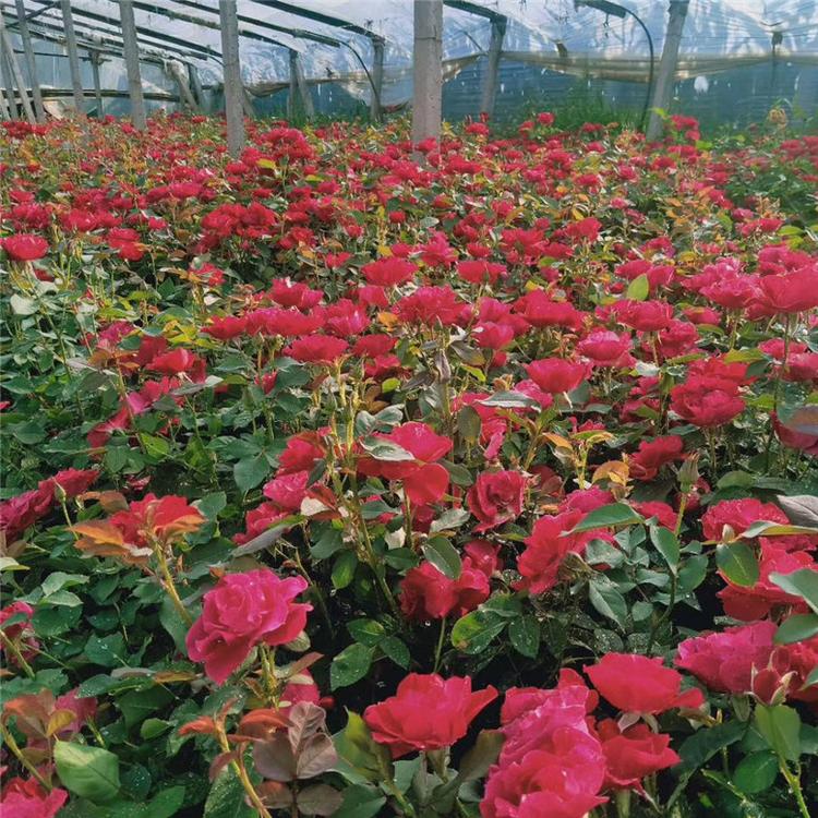 红帽月季批发价 红帽月季景观工程苗 种植基地批发