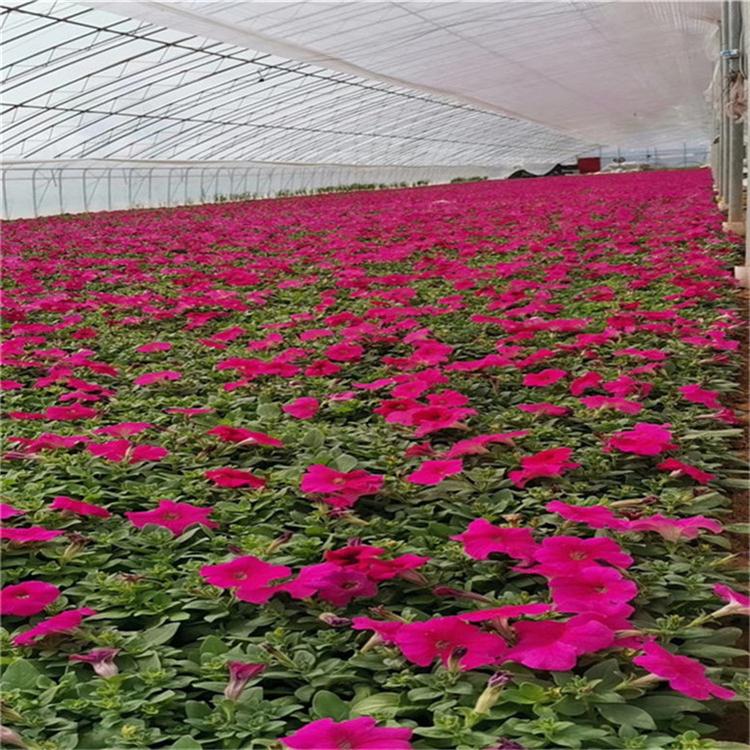 矮牵牛上车价 矮牵牛宿根草花 厂家直销