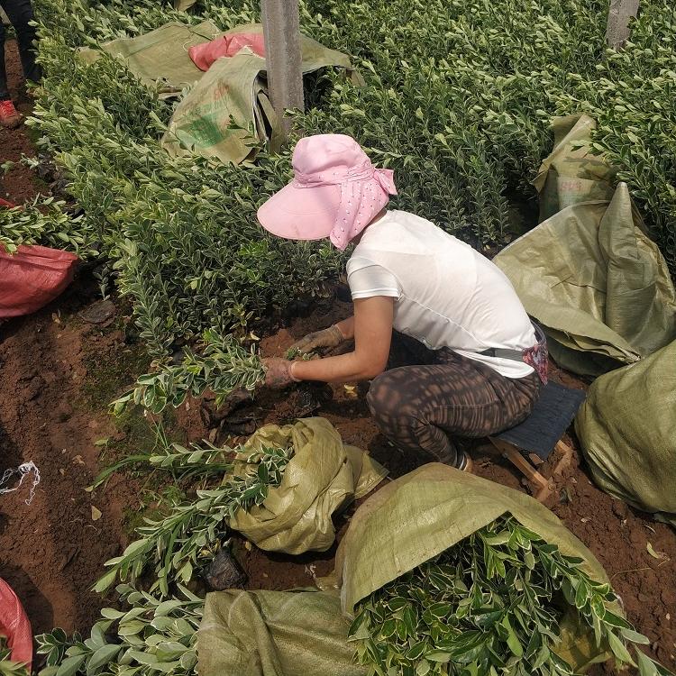 金边冬青批发 金边黄杨价格 金边大叶黄杨种植基地