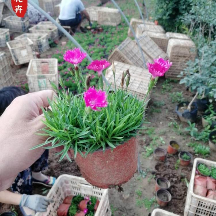双色盆欧石竹 营养杯欧石竹 小涵花卉