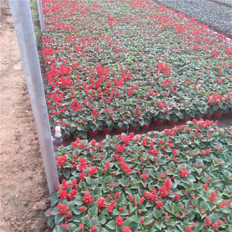 一串红易成活 一串红园林用苗 种植基地批发