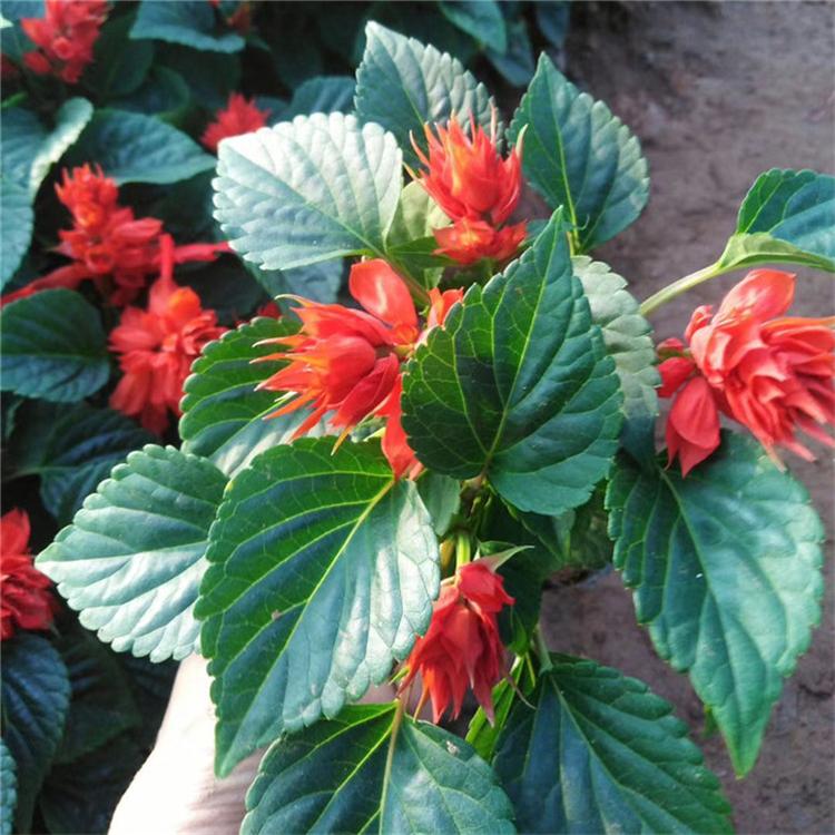 一串红花卉 一串红地被草花 常年批发