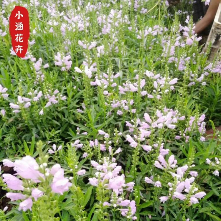 假龙头供应  伪龙头  一品香  芝麻花  随意草  虎尾花  棉铃花  小涵花卉