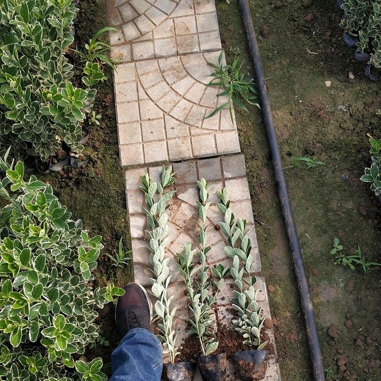 金边大叶黄杨批发 金边大叶黄杨价格 金边冬青种植基地