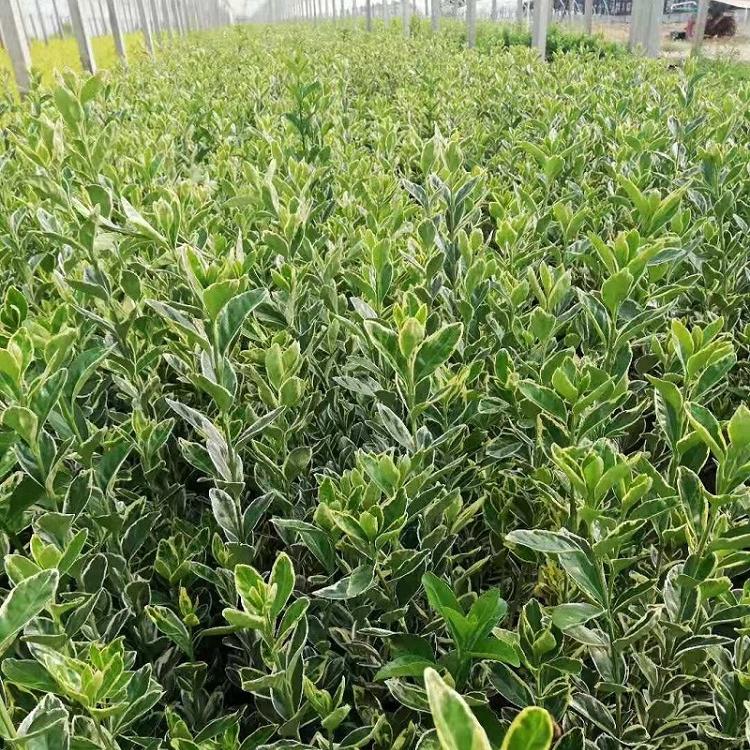 绿篱用金边黄杨苗 花坛用金边冬青苗价格 绿篱种植基地