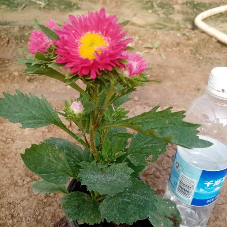 翠菊价格 翠菊基地直销 青州翠菊批发价格