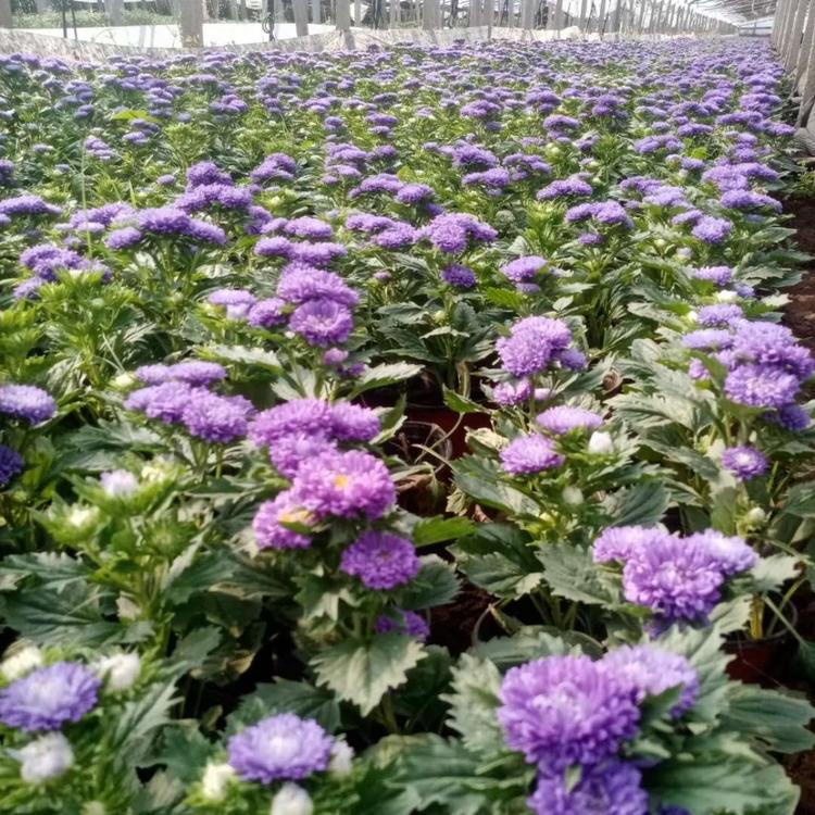翠菊种植基地 翠菊批发价格 观赏翠菊