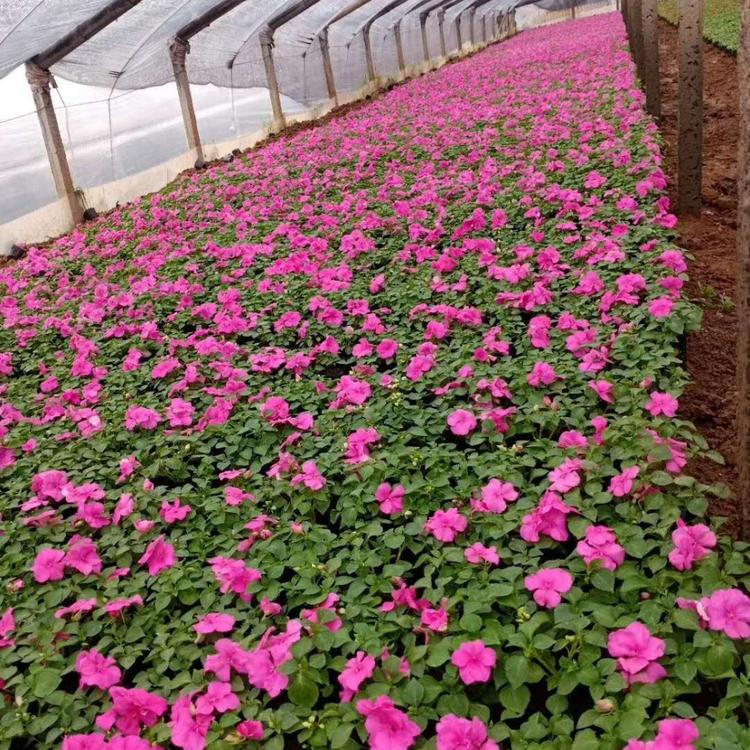 非洲凤仙种植基地 非洲凤仙批发价格 青州轩琪非洲凤仙批发商