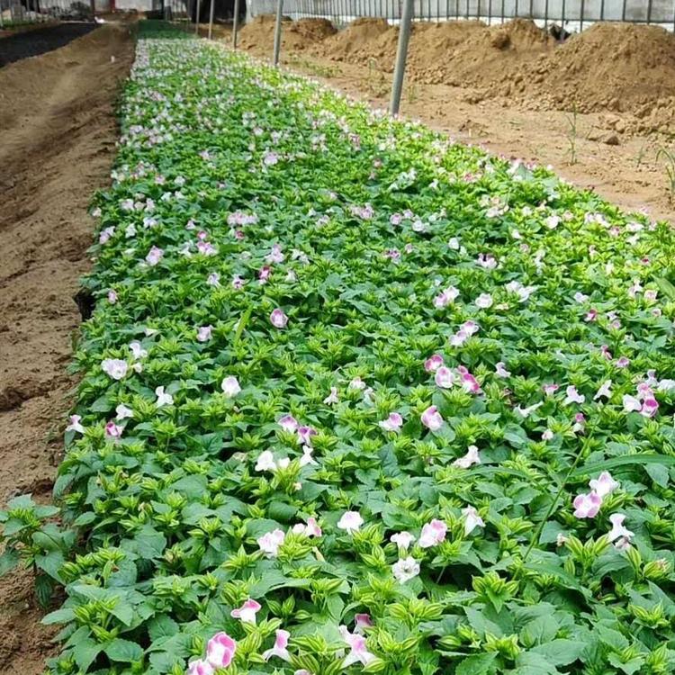夏堇种植基地 夏堇批发价格 青州轩琪时令草花夏堇