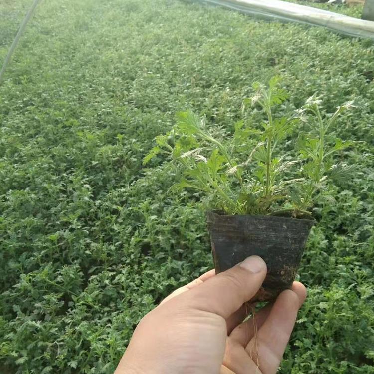 多色美女樱  美女樱花卉  种植基地  大量供应