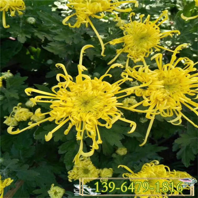 基地种植国庆菊花 菊花展用花 千头菊图片 各种颜色秋菊