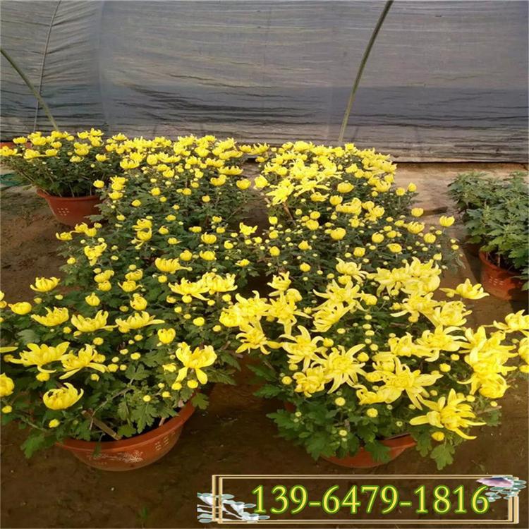 乡村农庄菊花展用国庆菊 销售质量好的国庆菊 盆栽国庆菊
