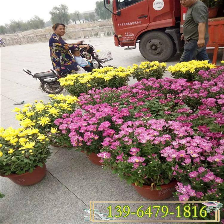 批发红色国庆菊价格 盆栽植物租摆菊花 球菊 造型菊花图片