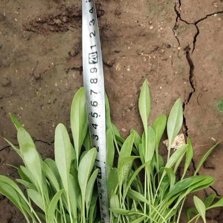 金鸡菊种植基地 金鸡菊价格 青州金鸡菊供应商