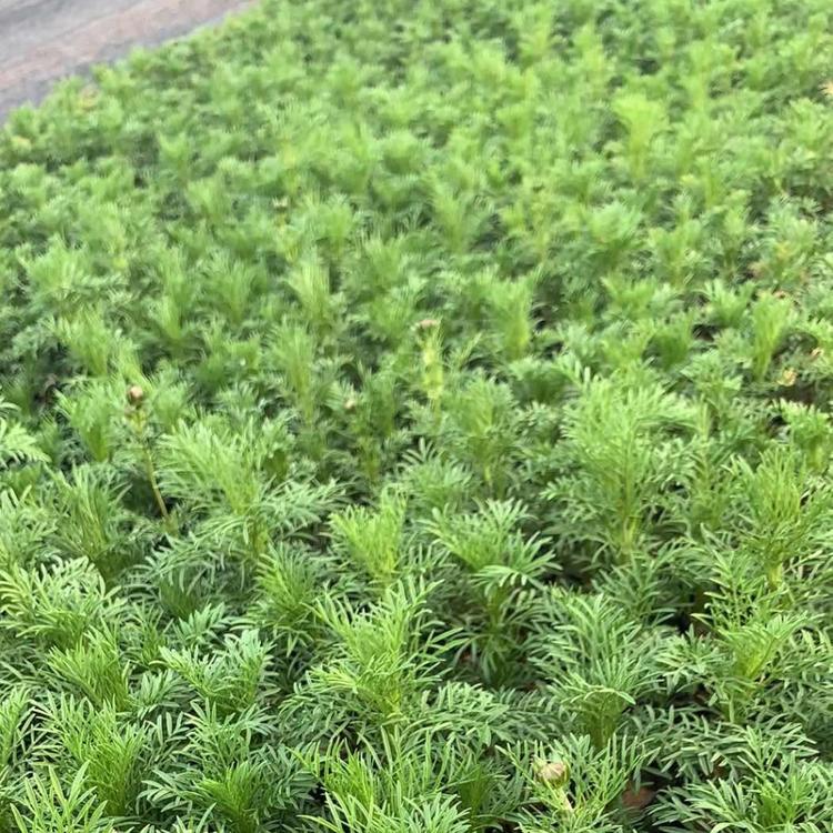 波斯菊批发价格 波斯菊基地批发 山东波斯菊