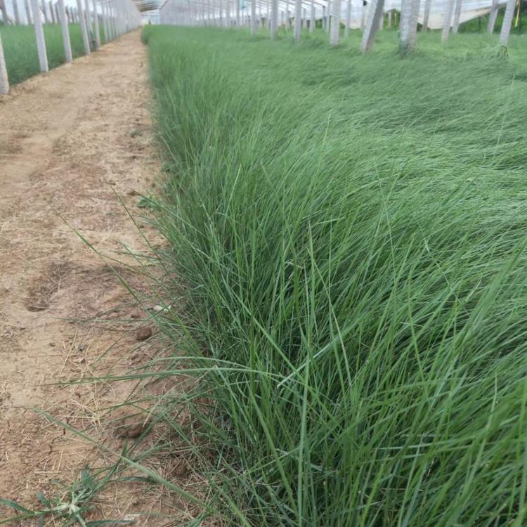 网红草培育基地 粉黛乱子草批发商 青州黄楼网红草