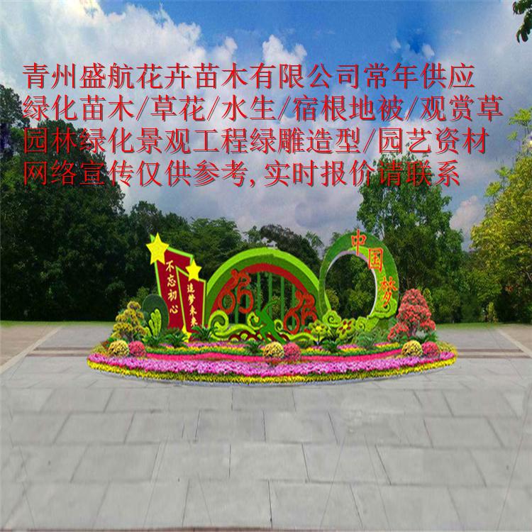 国庆节绿化宿根国庆菊杯苗价格