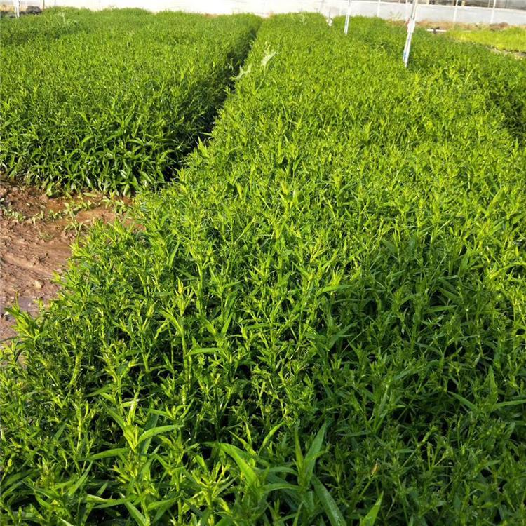 荷兰菊营养杯苗 荷兰菊生态园用苗 国庆组摆花卉