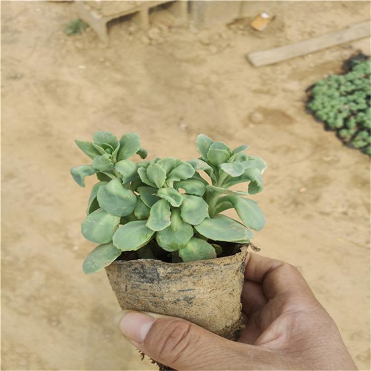 八宝景天盆栽 八宝景天国庆组摆草花批发 常年批发