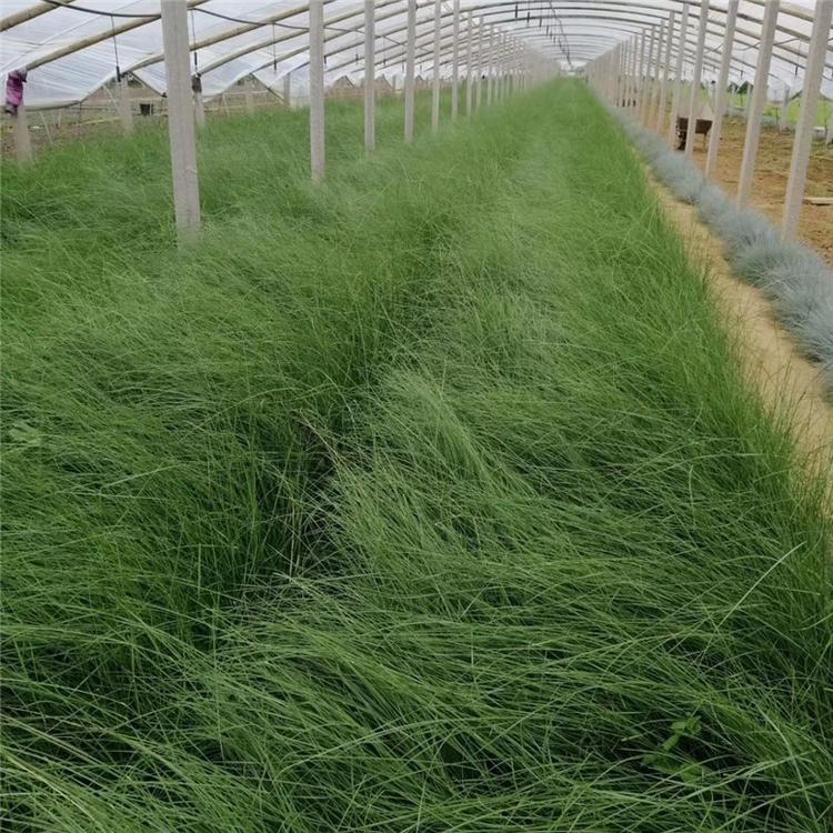 粉黛乱子草小苗 毛芒乱子草地被草花 种植基地批发