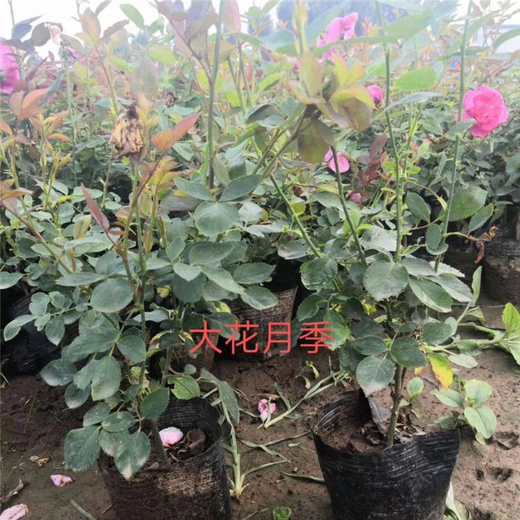 月季营养杯苗 月季别墅用苗 基地直销花海苗
