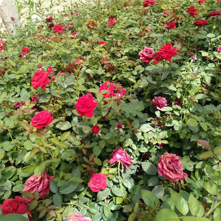 大花月季花卉 大花月季组摆花卉 基地直销