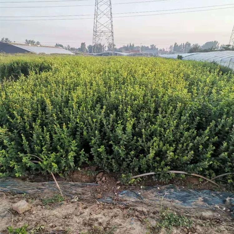 青州卫矛苗价格 园林绿化卫矛苗木