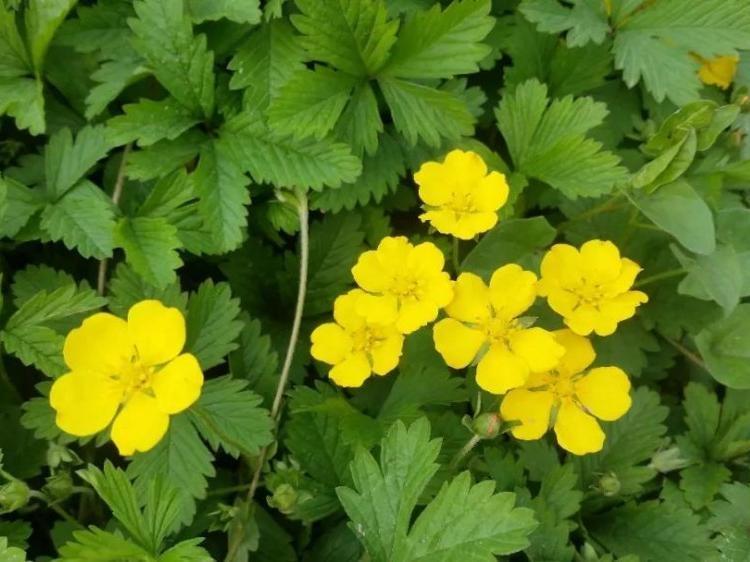 护坡专用花卉   委陵菜种植基地   山东青州文豪花卉