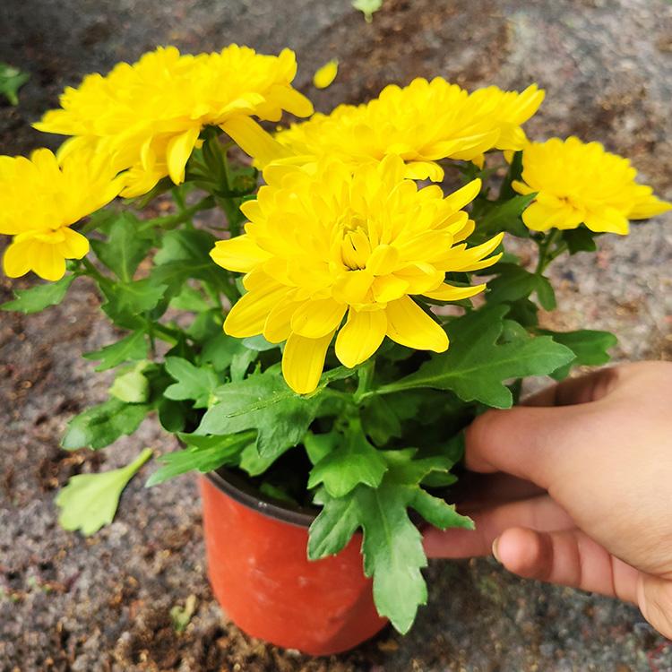 租摆大菊花 国庆菊