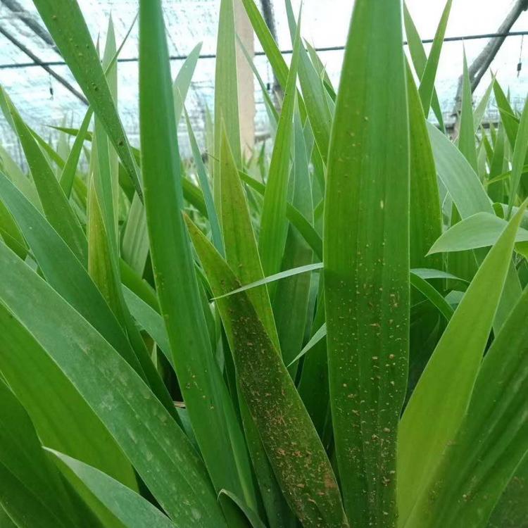 蓝花鸢尾种植基地 蓝花鸢尾批发价格 鸢尾