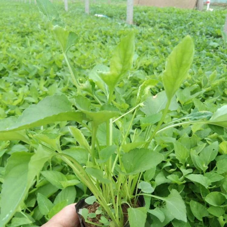 紫花地丁价格 紫花地丁基地 青州紫花地丁供应商