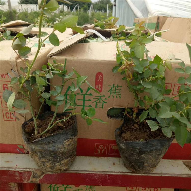地被月季杯苗 地被月季地被植物 基地直销