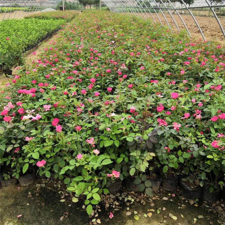 丰花月季的价格 丰花月季绿花花卉 大量批发