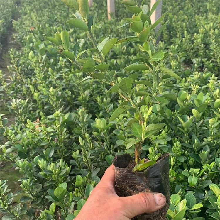 大叶黄杨营养杯苗 冬青组摆花卉 厂家直销