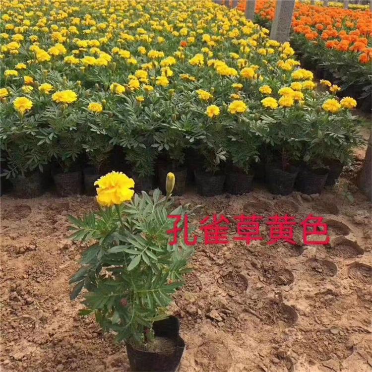 孔雀草盆栽 孔雀草四季草花 厂家直销国庆组摆花卉