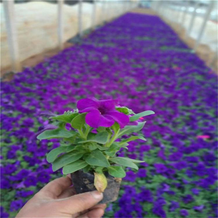 矮牵牛花卉 矮牵牛花海草花 市场基地批发