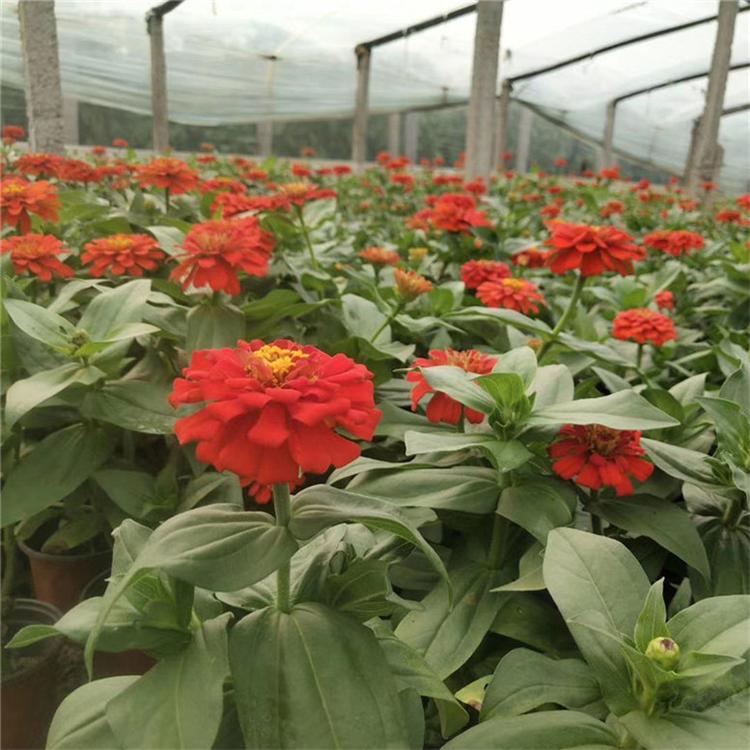 百日草小苗 百日草四季草花 市场基地批发
