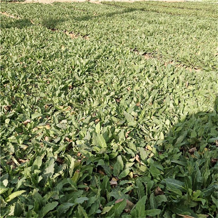 鼠尾草盆栽 鼠尾草道路用苗 种植基地批发