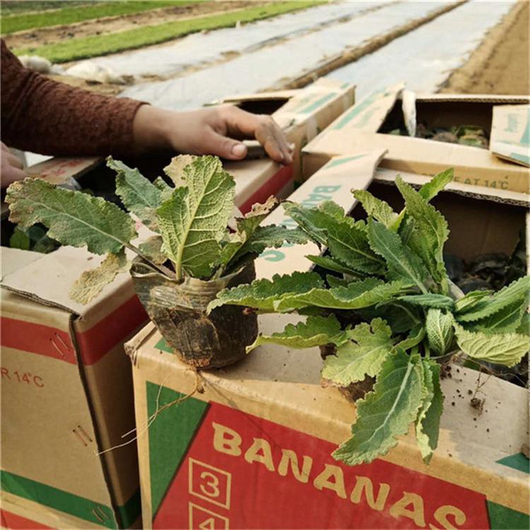 鼠尾草工程苗 鼠尾草国庆组摆草花批发 常年批发
