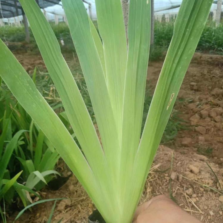 鸢尾种植基地 鸢尾直销 鸢尾批发商