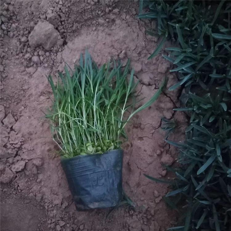 石竹营养杯苗 石竹阳台用苗 基地直销时令草花