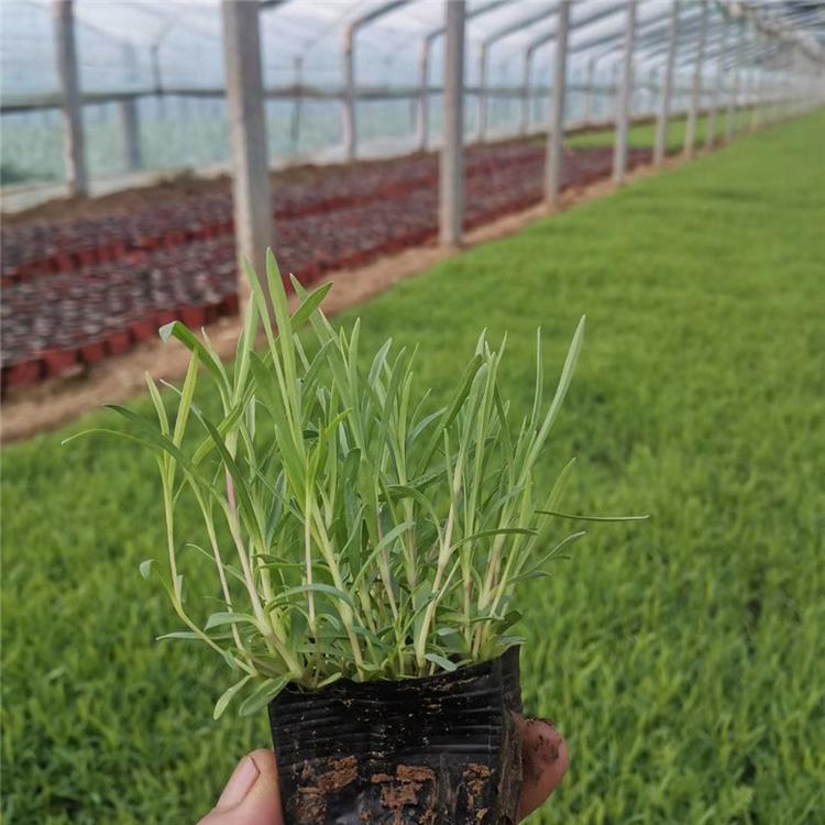 石竹批发价 石竹地被植物 厂家直销组摆花卉
