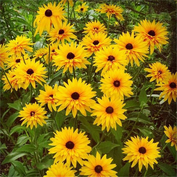 黑心菊易成活 黑心菊时令草花 厂家直销