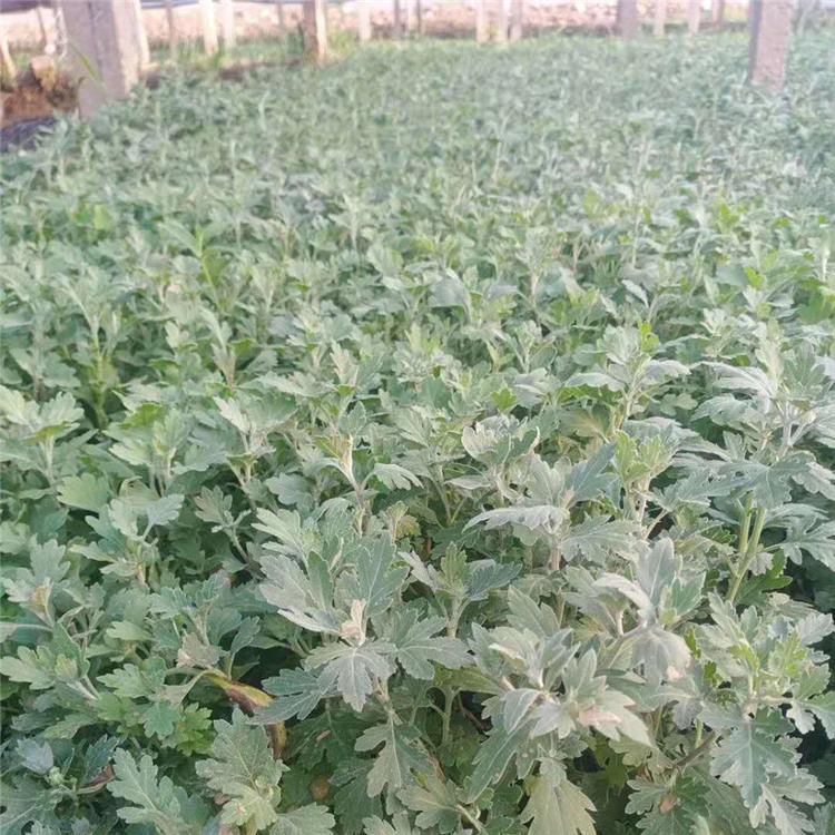 地被菊种苗 地被菊道路用苗 种植基地批发