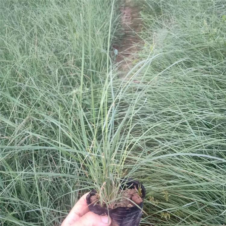 粉黛乱子草的价格 毛芒乱子草组摆花卉 现货供应