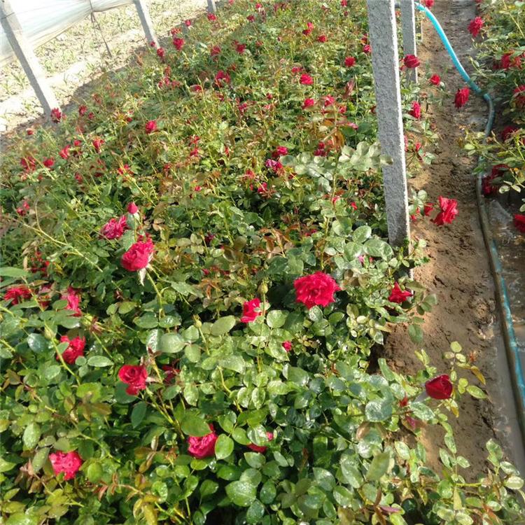 大花月季花卉 大花月季道路用苗 苗圃直供