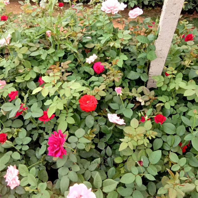 大花月季盆栽 大花月季景观花卉 常年供应