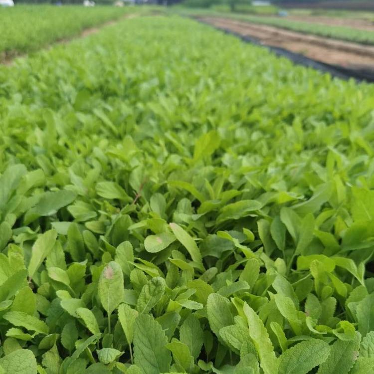 鼠尾草种植基地 蓝花鼠尾草批发价格 青州鼠尾草量大从优
