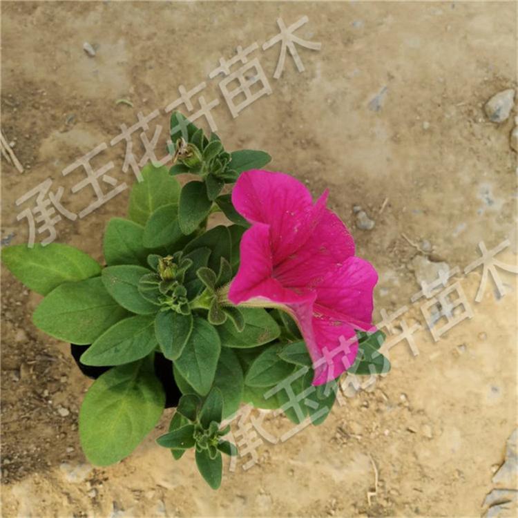 矮牵牛工程苗 矮牵牛时令草花