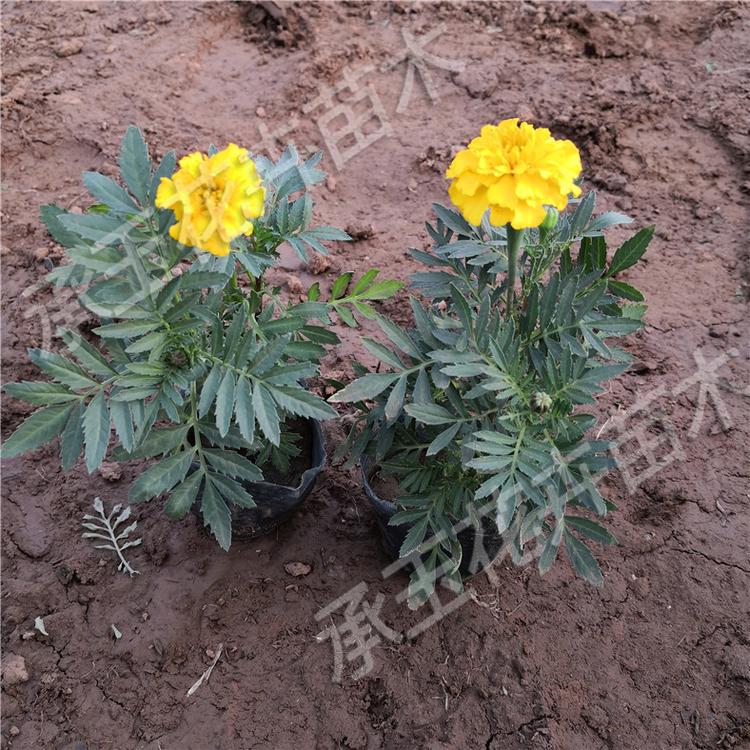 孔雀草工程苗 孔雀草时令草花批发